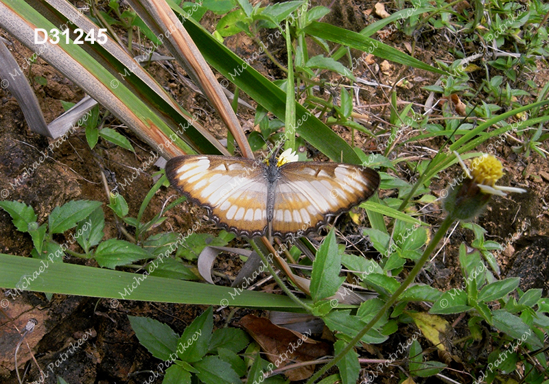 South American Mestra (Mestra hersilia)